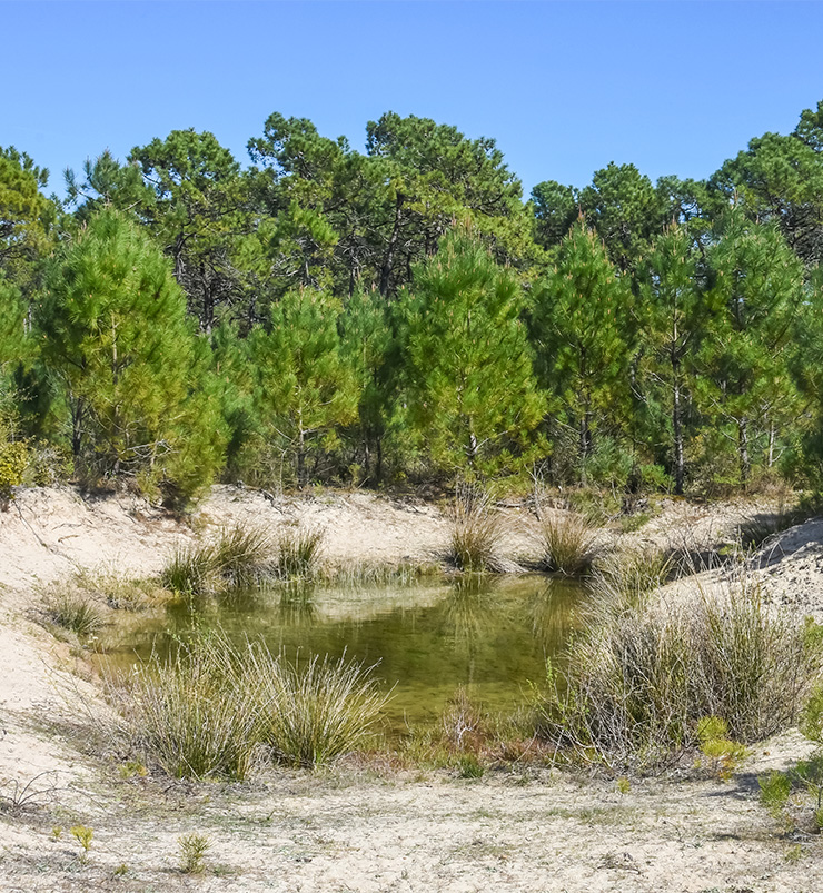 foret domaniale